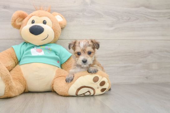BELLA, a Morkie littermate