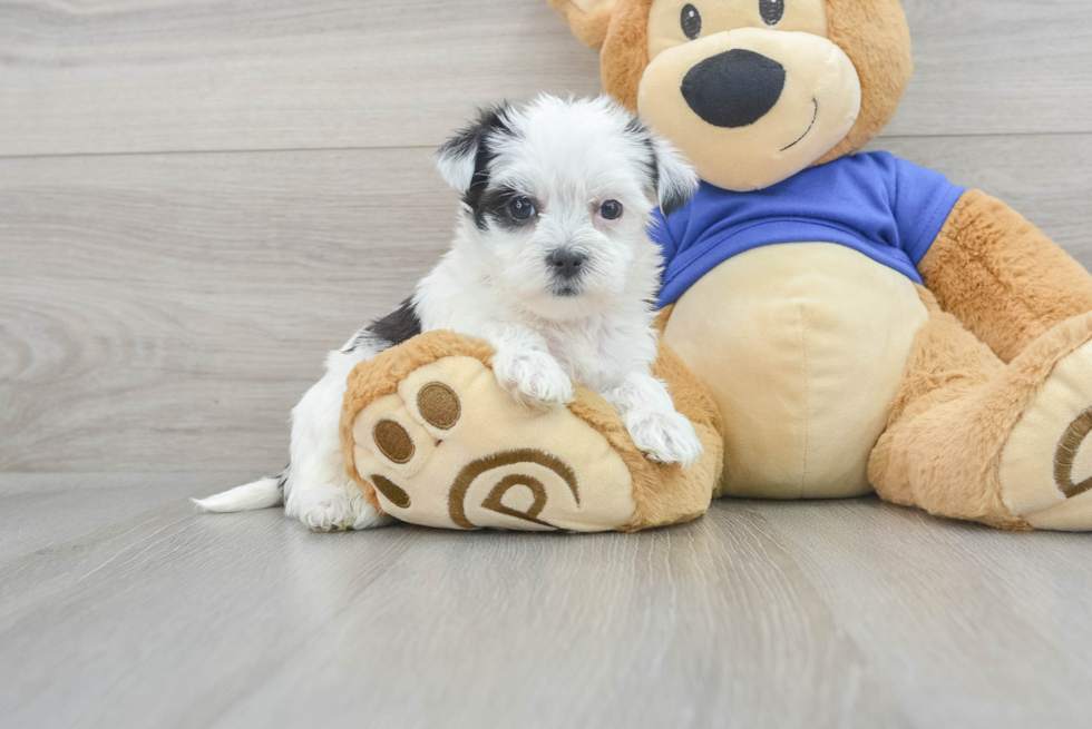 Small Morkie Baby