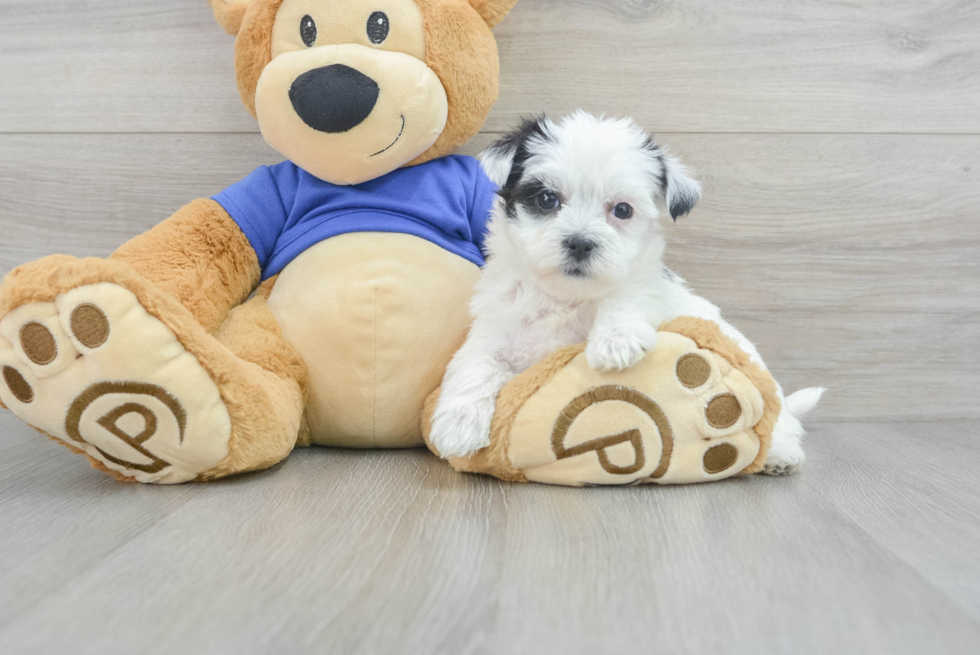 Energetic Yorkie Designer Puppy