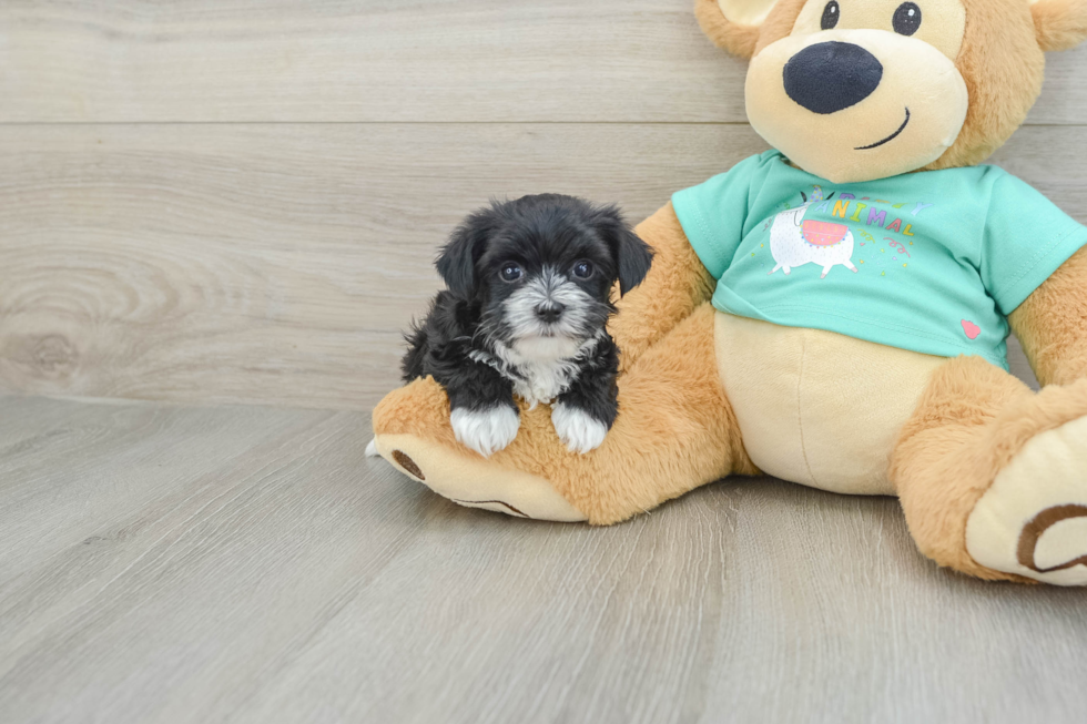 Little Maltiyork Designer Puppy