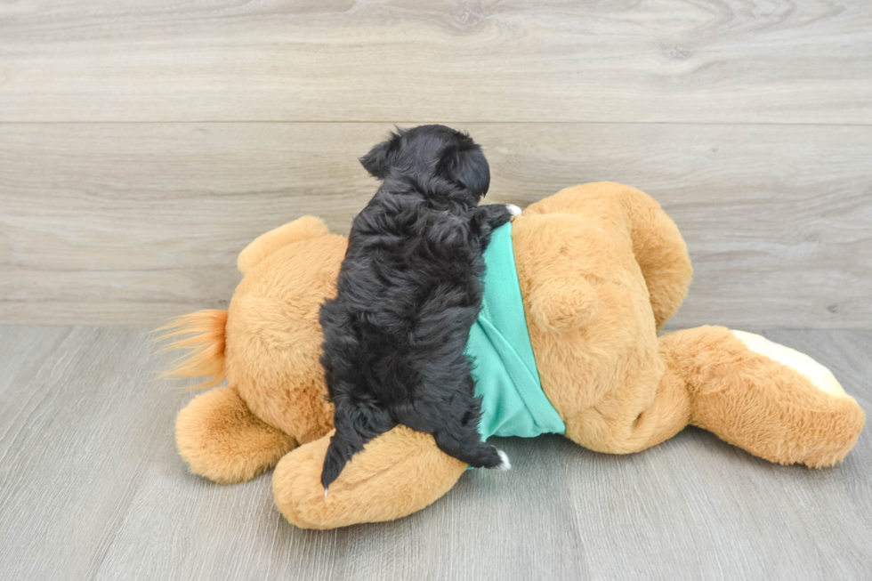 Morkie Puppy for Adoption