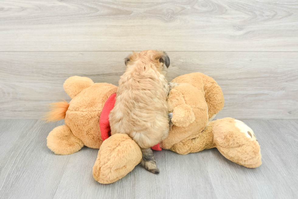 Playful Yorkie Designer Puppy