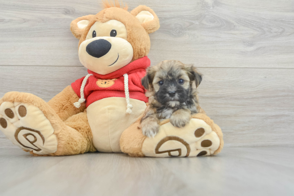 Popular Morkie Designer Pup