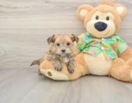 6 week old Morkie Puppy For Sale - Premier Pups