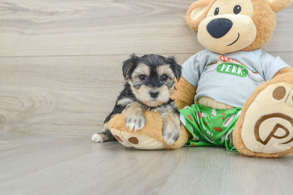 Fluffy Morkie Designer Pup