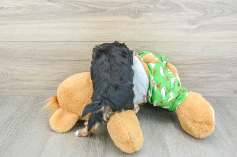 Morkie Puppy for Adoption