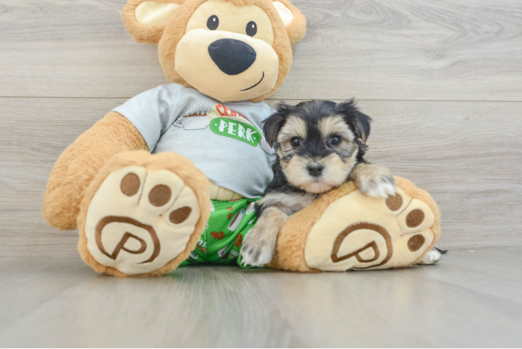 Morkie Pup Being Cute
