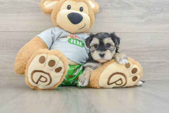 Morkie Pup Being Cute