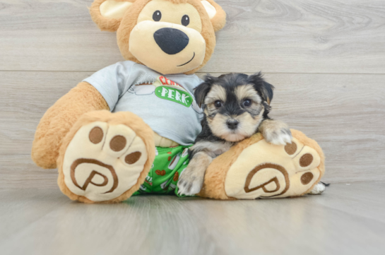 Morkie Pup Being Cute