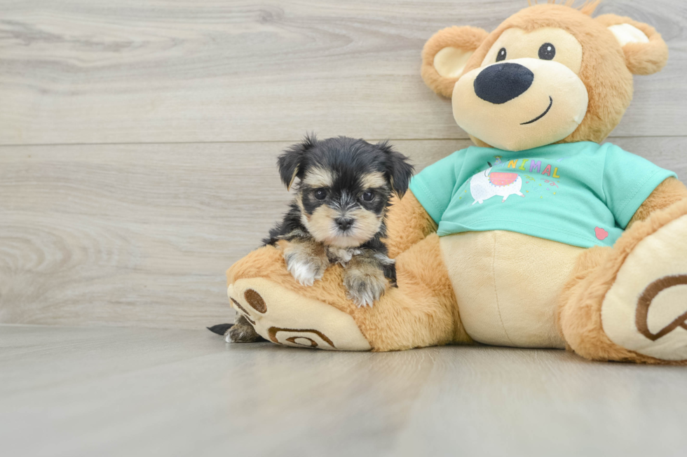 Playful Yorktese Designer Puppy