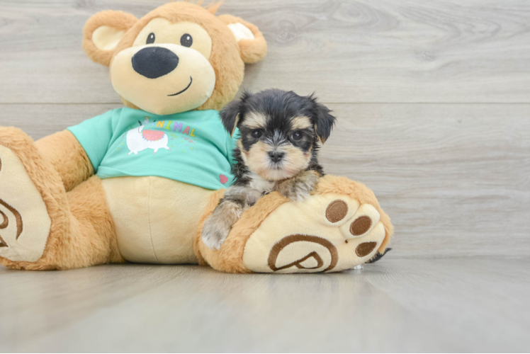 Popular Morkie Designer Pup