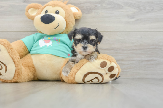 Popular Morkie Designer Pup