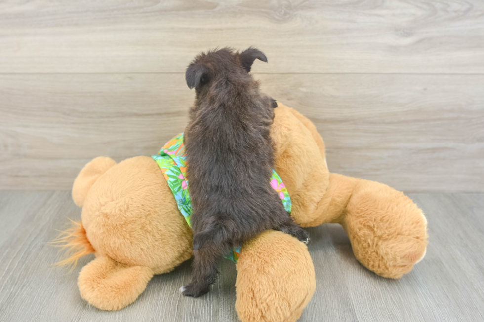 Little Yortese Designer Puppy