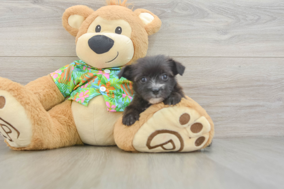 Morkie Pup Being Cute