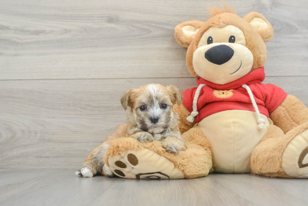 Morkie Puppy for Adoption