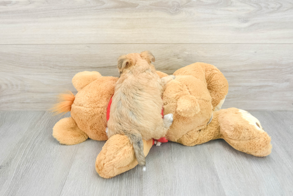 Funny Morkie Designer Pup