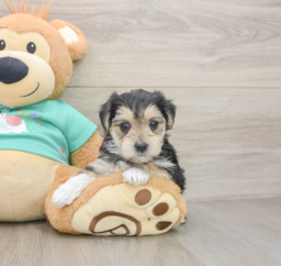 7 week old Morkie Puppy For Sale - Premier Pups