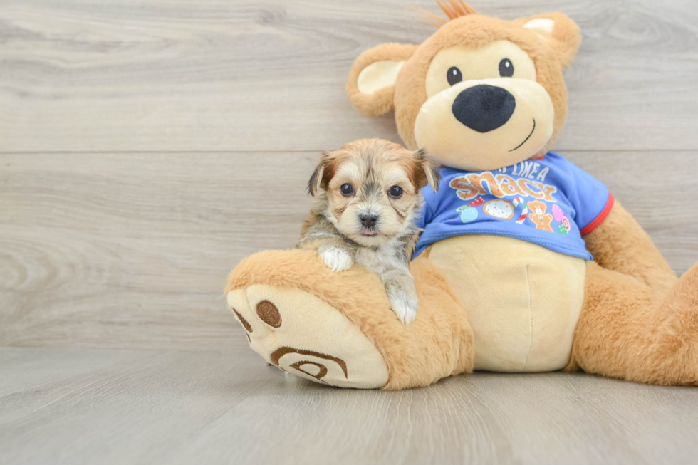 Smart Morkie Designer Pup