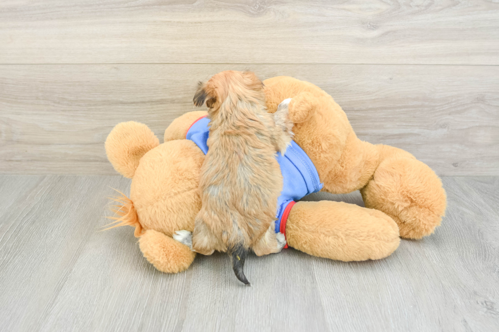 Morkie Pup Being Cute