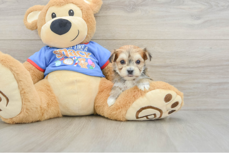 Small Morkie Baby