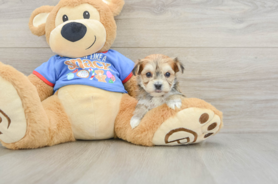 Small Morkie Baby