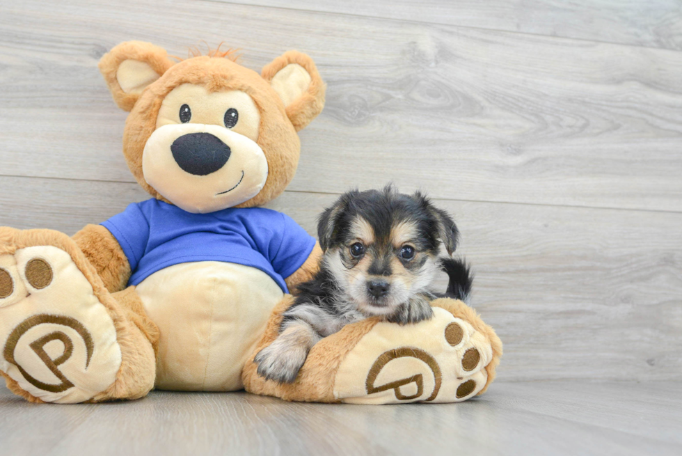 Friendly Morkie Baby