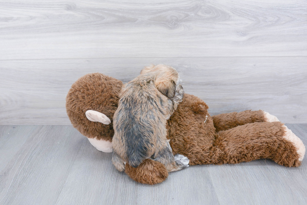 Morkie Puppy for Adoption