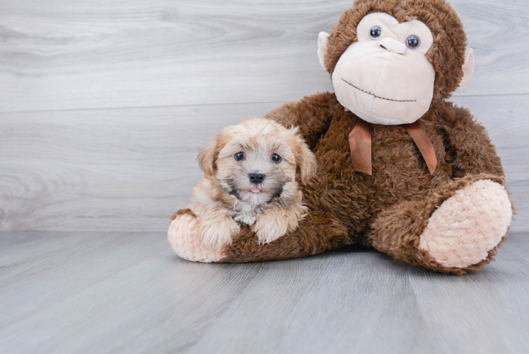 Morkie Pup Being Cute