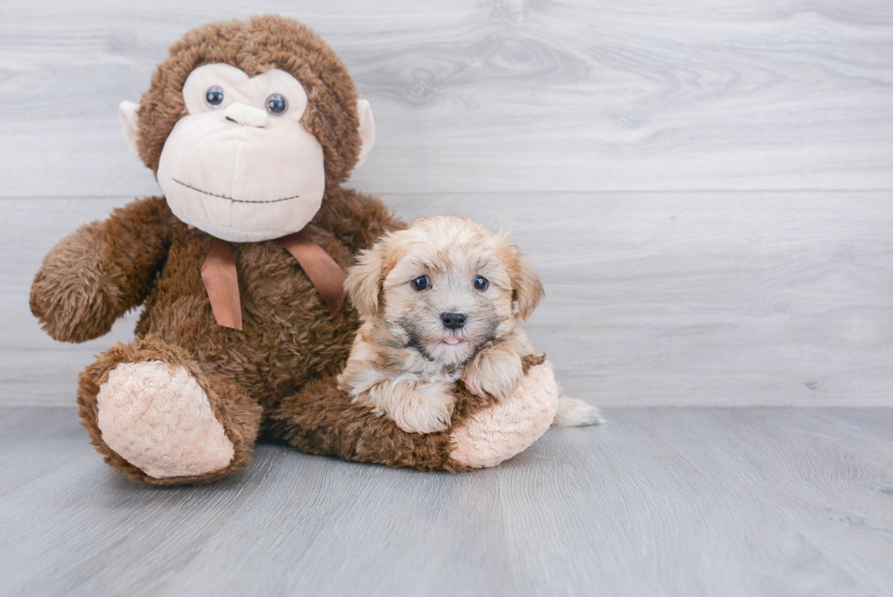 Morkie Pup Being Cute