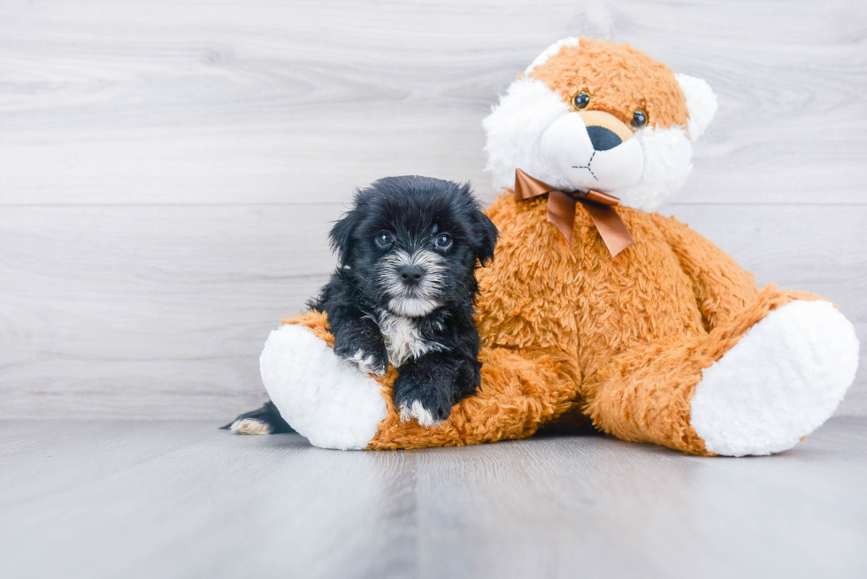 Morkie Puppy for Adoption