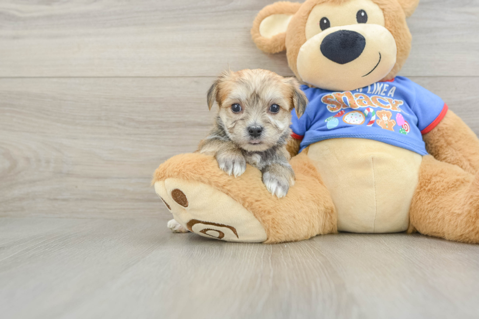 Best Morkie Baby