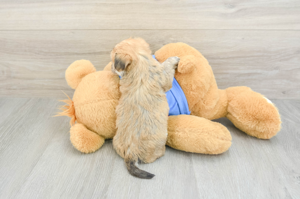 Morkie Pup Being Cute