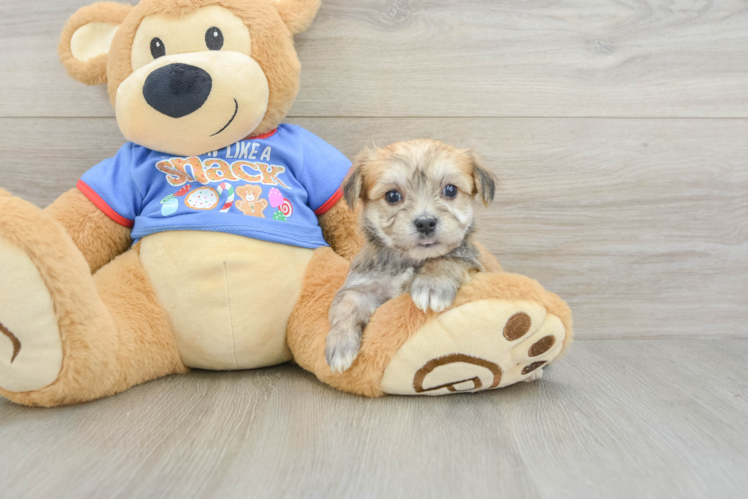 Morkie Puppy for Adoption