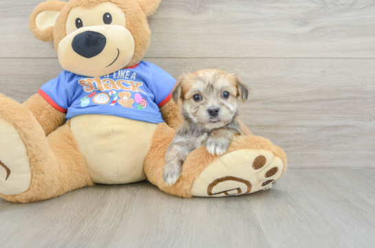 Morkie Puppy for Adoption
