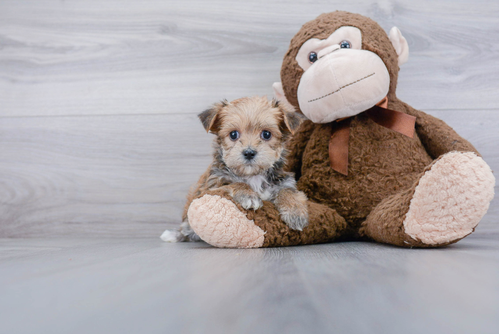 Morkie Puppy for Adoption
