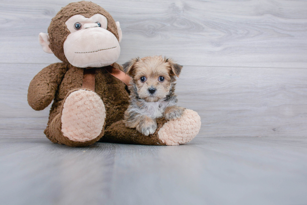 Best Morkie Baby