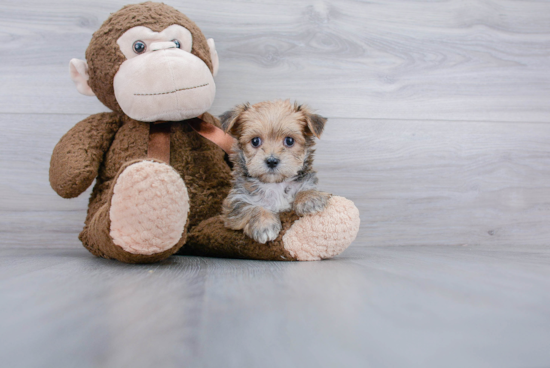 Best Morkie Baby