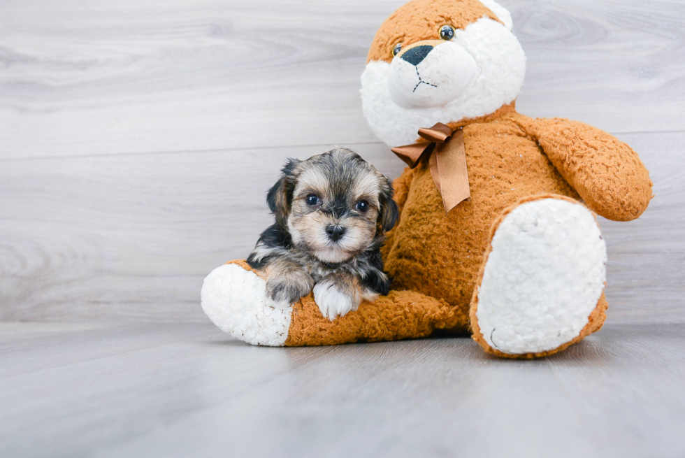 Morkie Puppy for Adoption