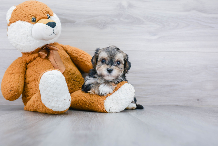 Funny Morkie Designer Pup