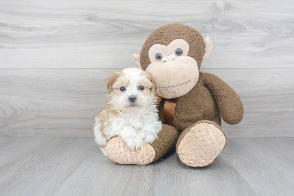 Morkie Pup Being Cute