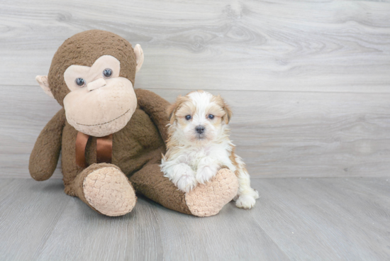 Little Yorkie Designer Puppy