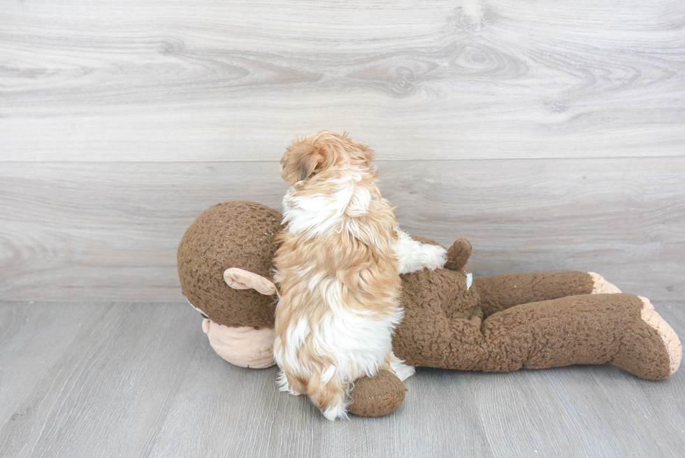 Morkie Pup Being Cute