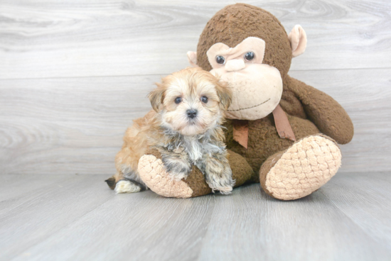 Best Morkie Baby