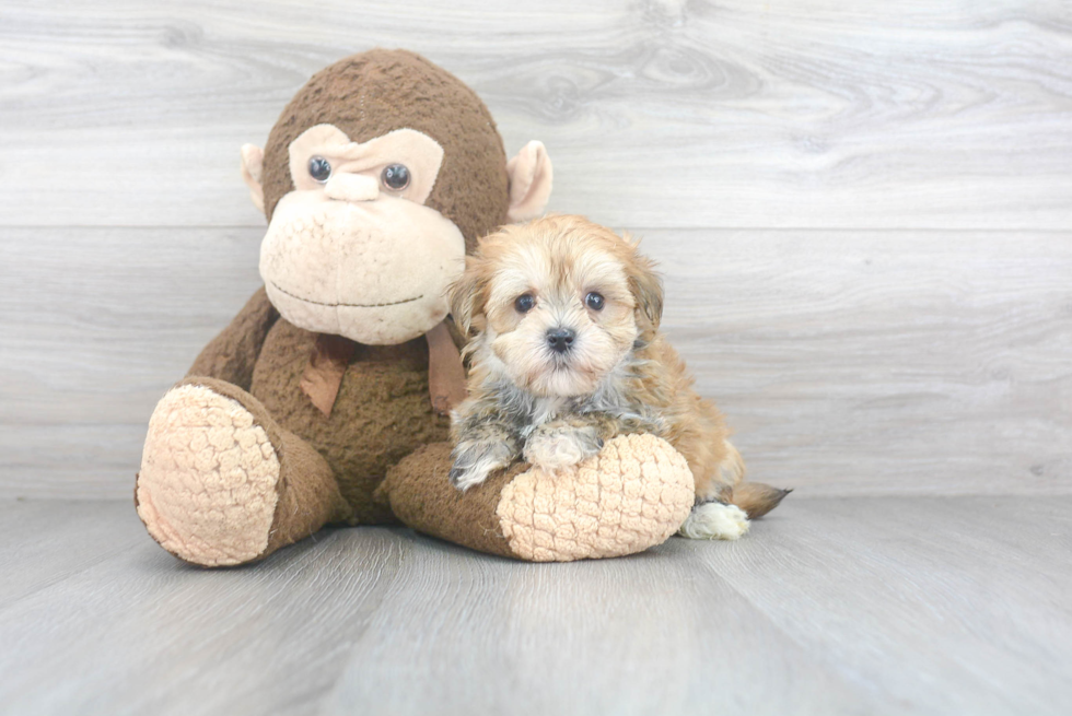 Hypoallergenic Yorkie Designer Puppy