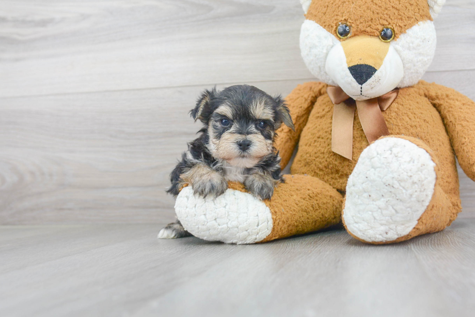 Morkie Pup Being Cute