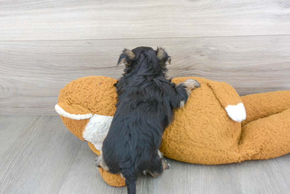 Petite Morkie Designer Pup