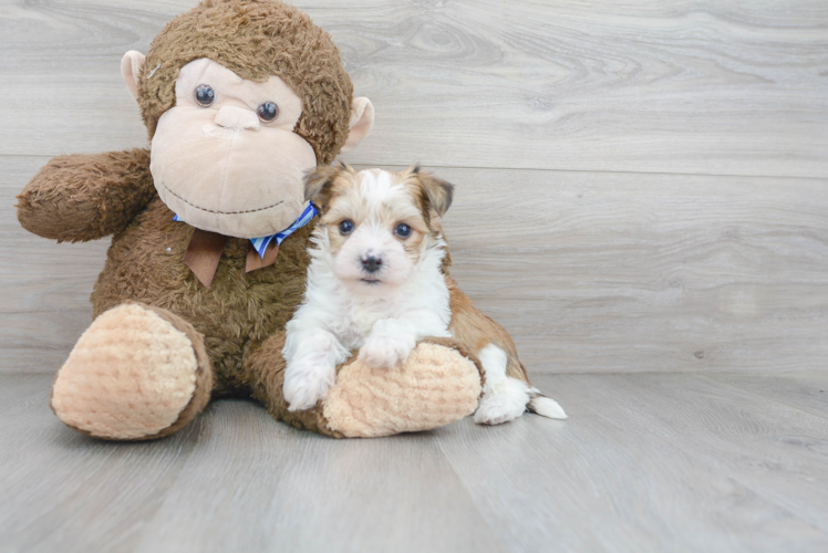 Morkie Puppy for Adoption