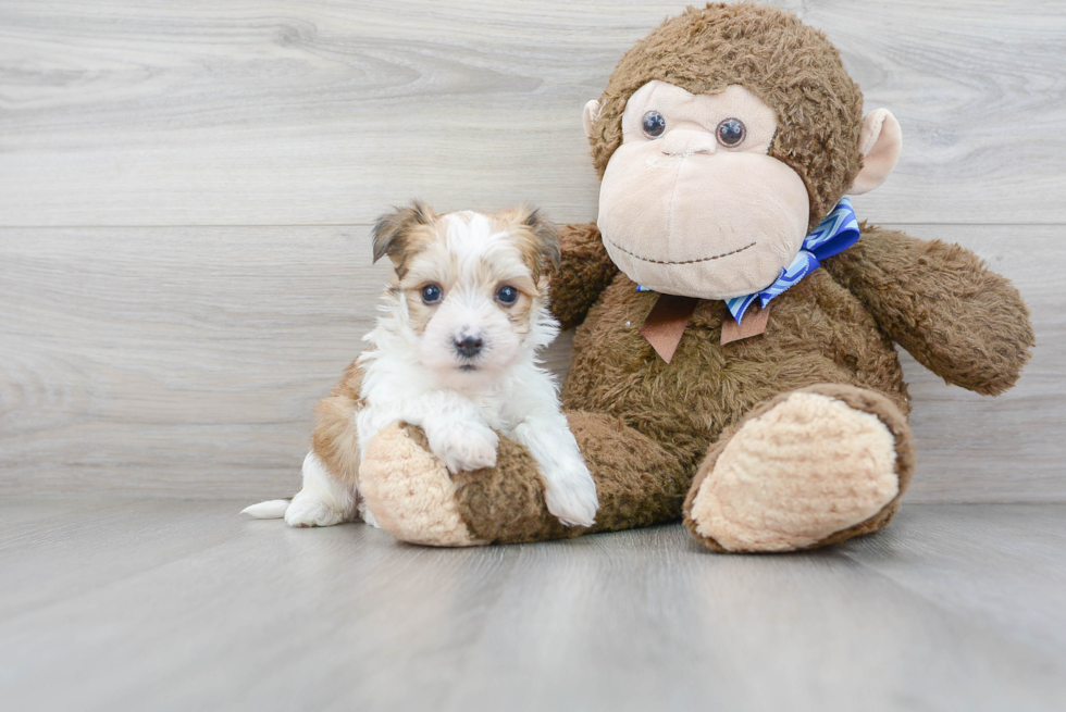 Happy Morkie Baby