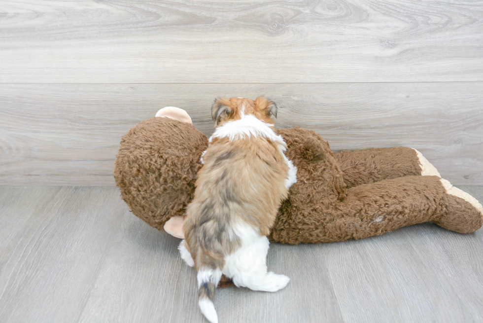 Petite Morkie Designer Pup