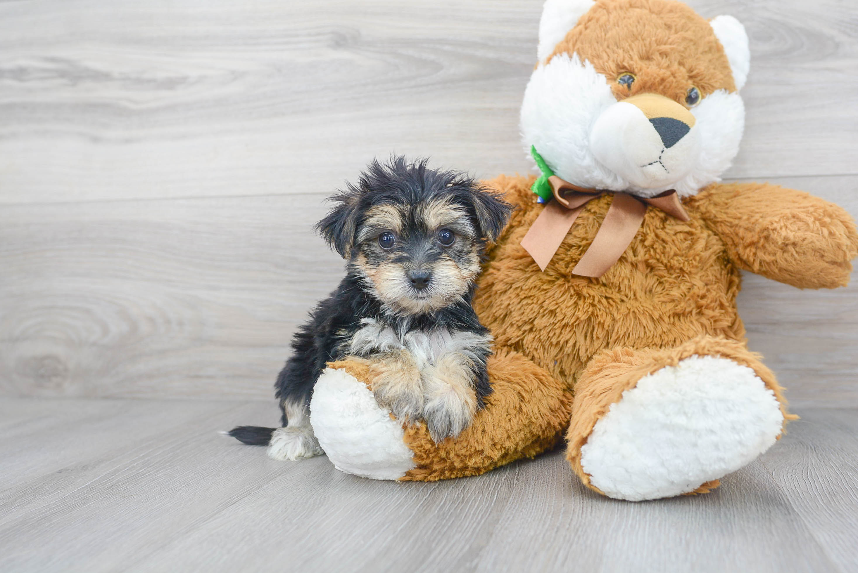 Sweet Morkie Baby